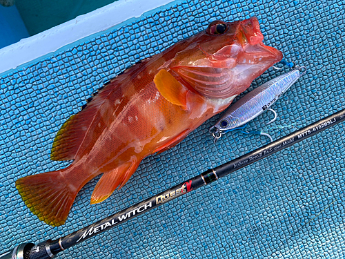 アカハタの釣果