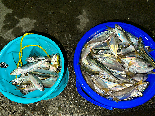 アジの釣果