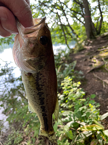 ブラックバスの釣果