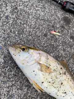 ショゴの釣果