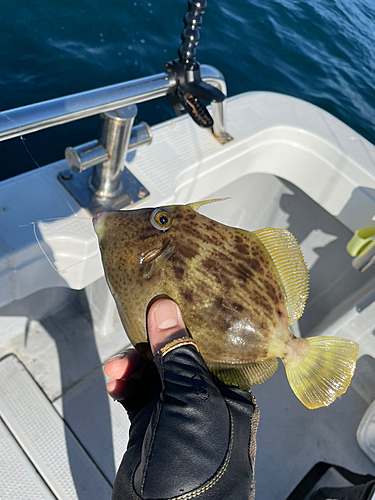 カワハギの釣果