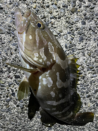 クエの釣果