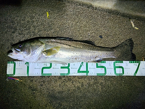 シーバスの釣果