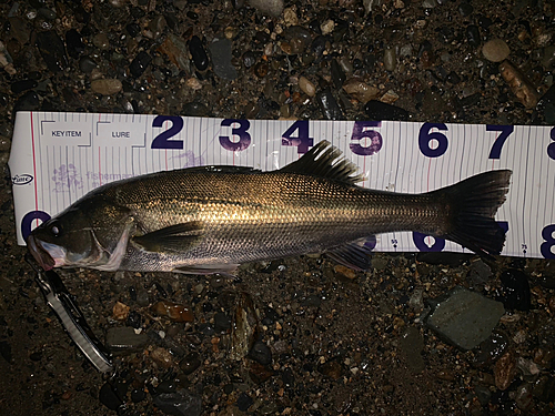 シーバスの釣果