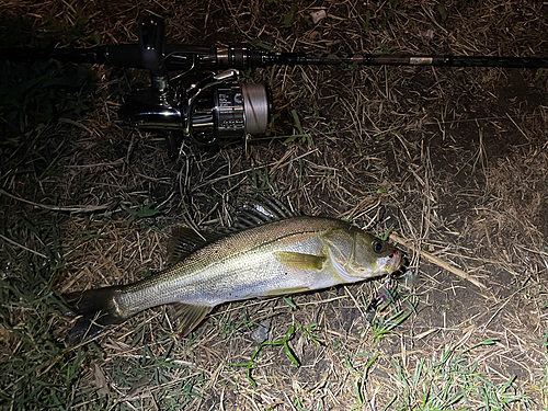 フッコ（マルスズキ）の釣果