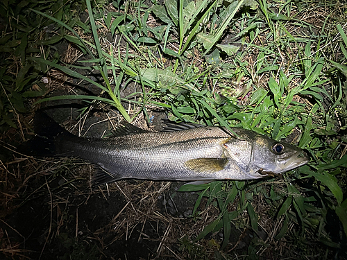 フッコ（マルスズキ）の釣果