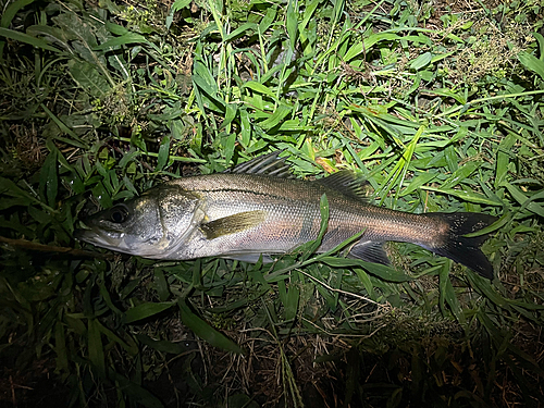 フッコ（マルスズキ）の釣果