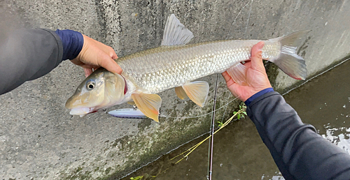 ニゴイの釣果