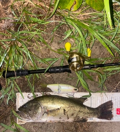 ブラックバスの釣果