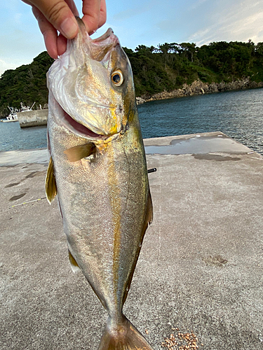 カンパチの釣果