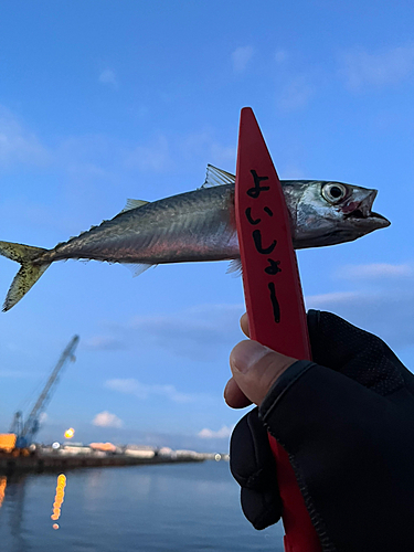 サバの釣果