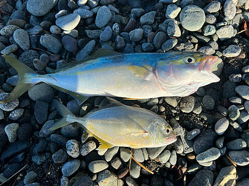 ワカシの釣果