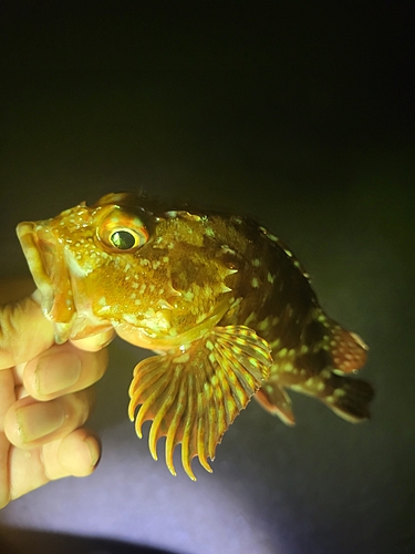 カサゴの釣果