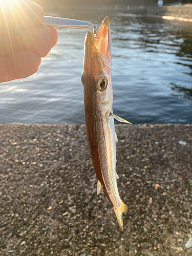 カマスの釣果