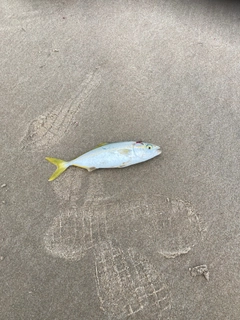 ワカシの釣果