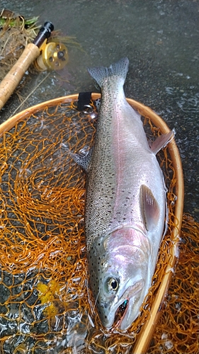 ニジマスの釣果