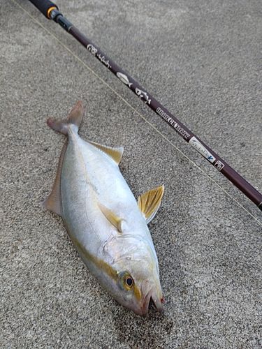 ショゴの釣果