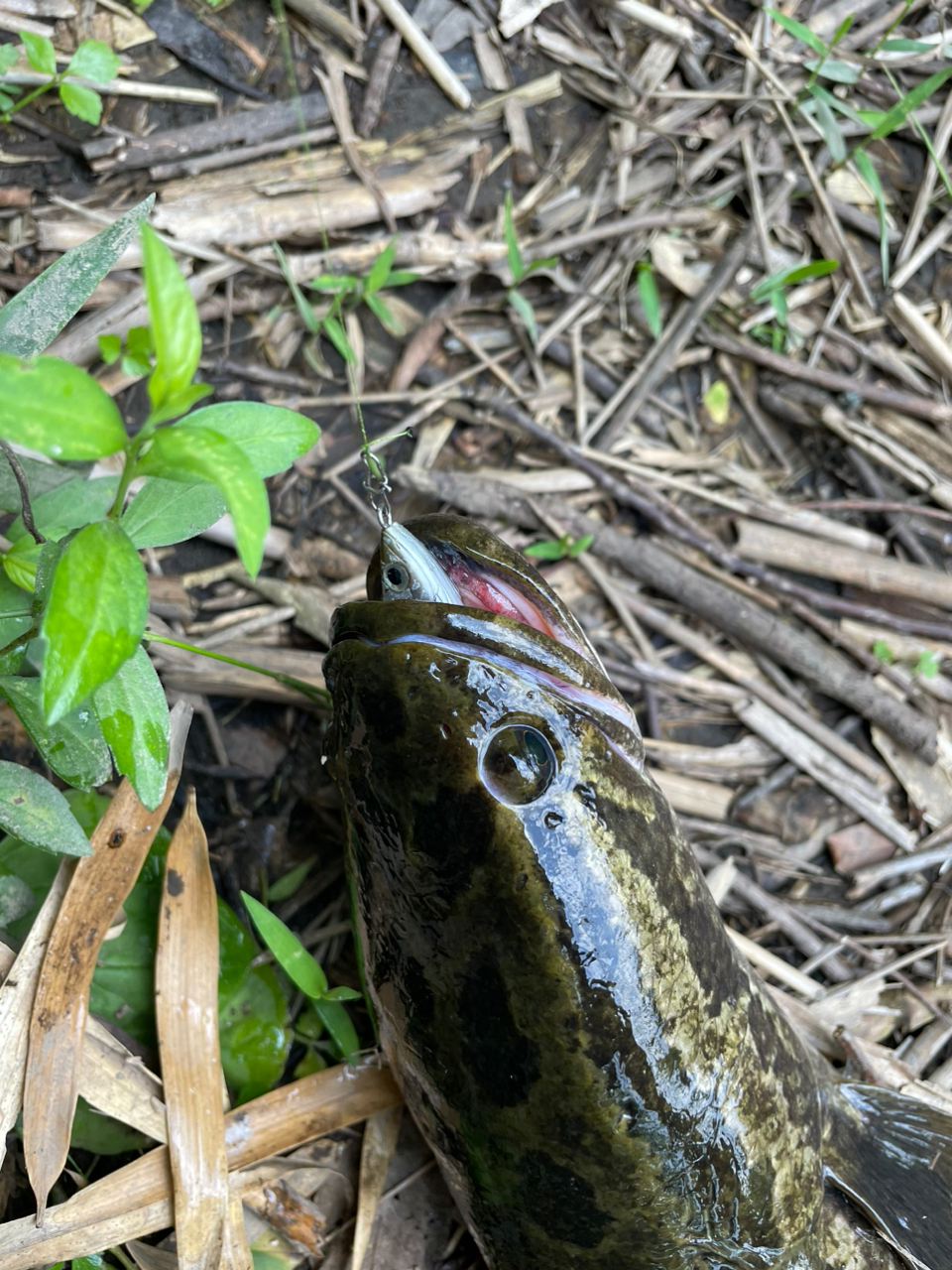 スモールマウスバス