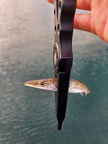 カマスの釣果