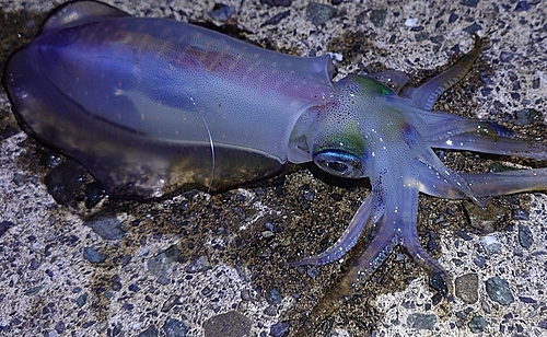 アオリイカの釣果