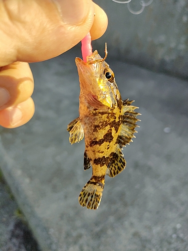 タケノコメバルの釣果