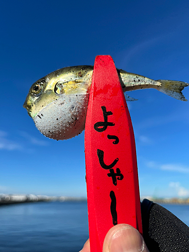 フグの釣果