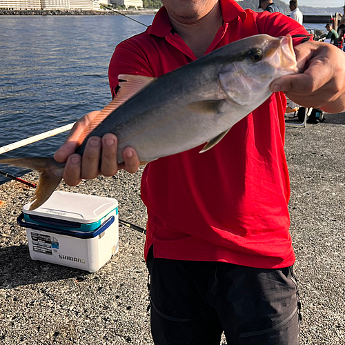 ショゴの釣果