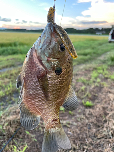 釣果