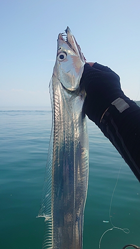 タチウオの釣果