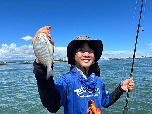 ヘダイの釣果