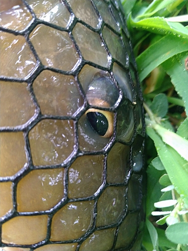 コイの釣果