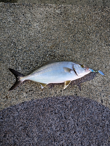 ネリゴの釣果