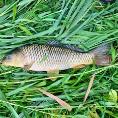 コイの釣果