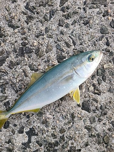 釣果