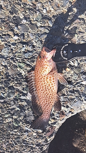 オオモンハタの釣果