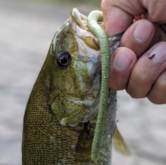 スモールマウスバスの釣果