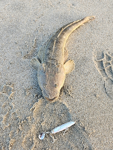 マゴチの釣果