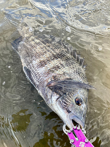 チヌの釣果