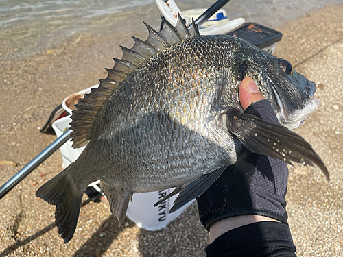 チヌの釣果