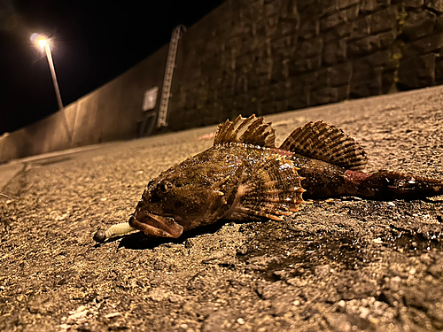 カジカの釣果