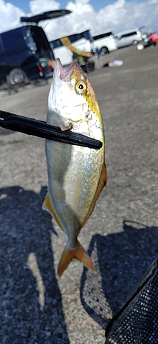 ショゴの釣果