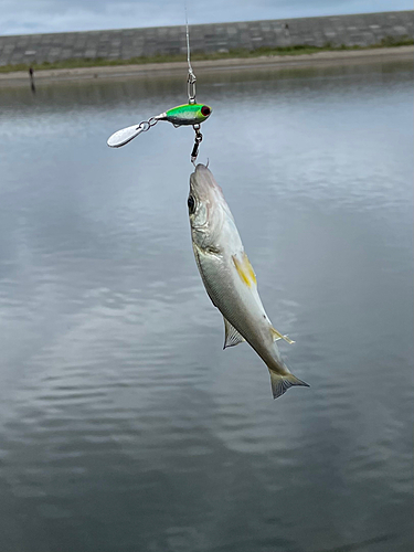 セイゴ（マルスズキ）の釣果