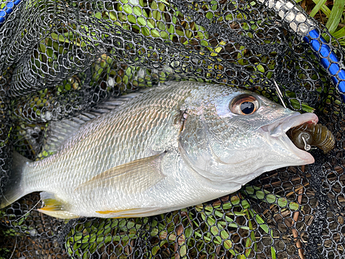 キビレの釣果