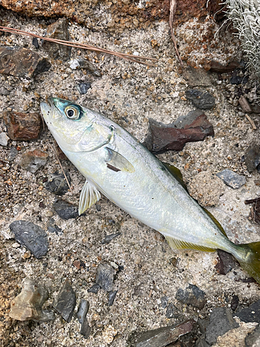 ブリの釣果