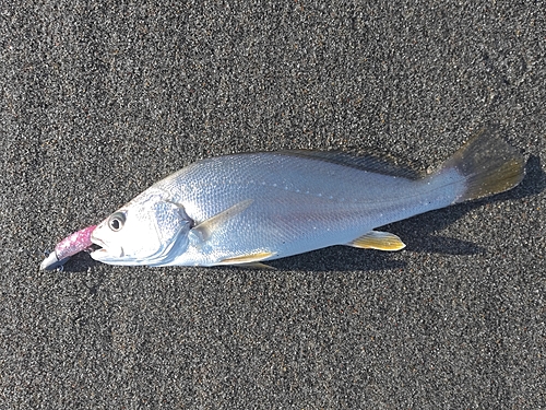 ニベの釣果