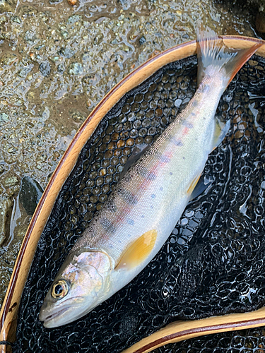 ヤマメの釣果