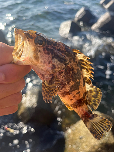 カサゴの釣果