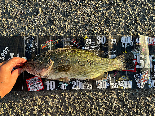 ブラックバスの釣果