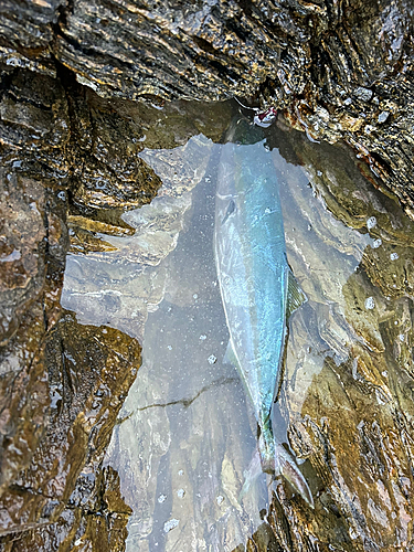 イナダの釣果