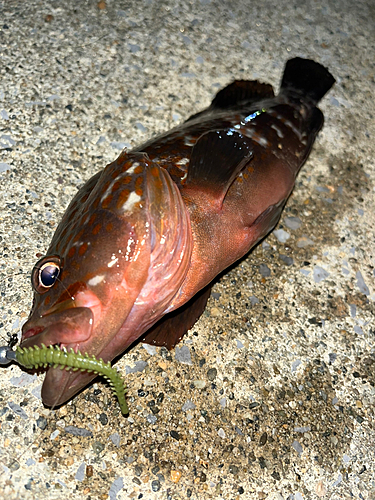 キジハタの釣果